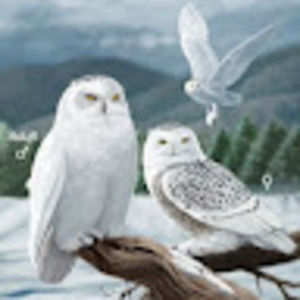 Meet your Posher, Ronan